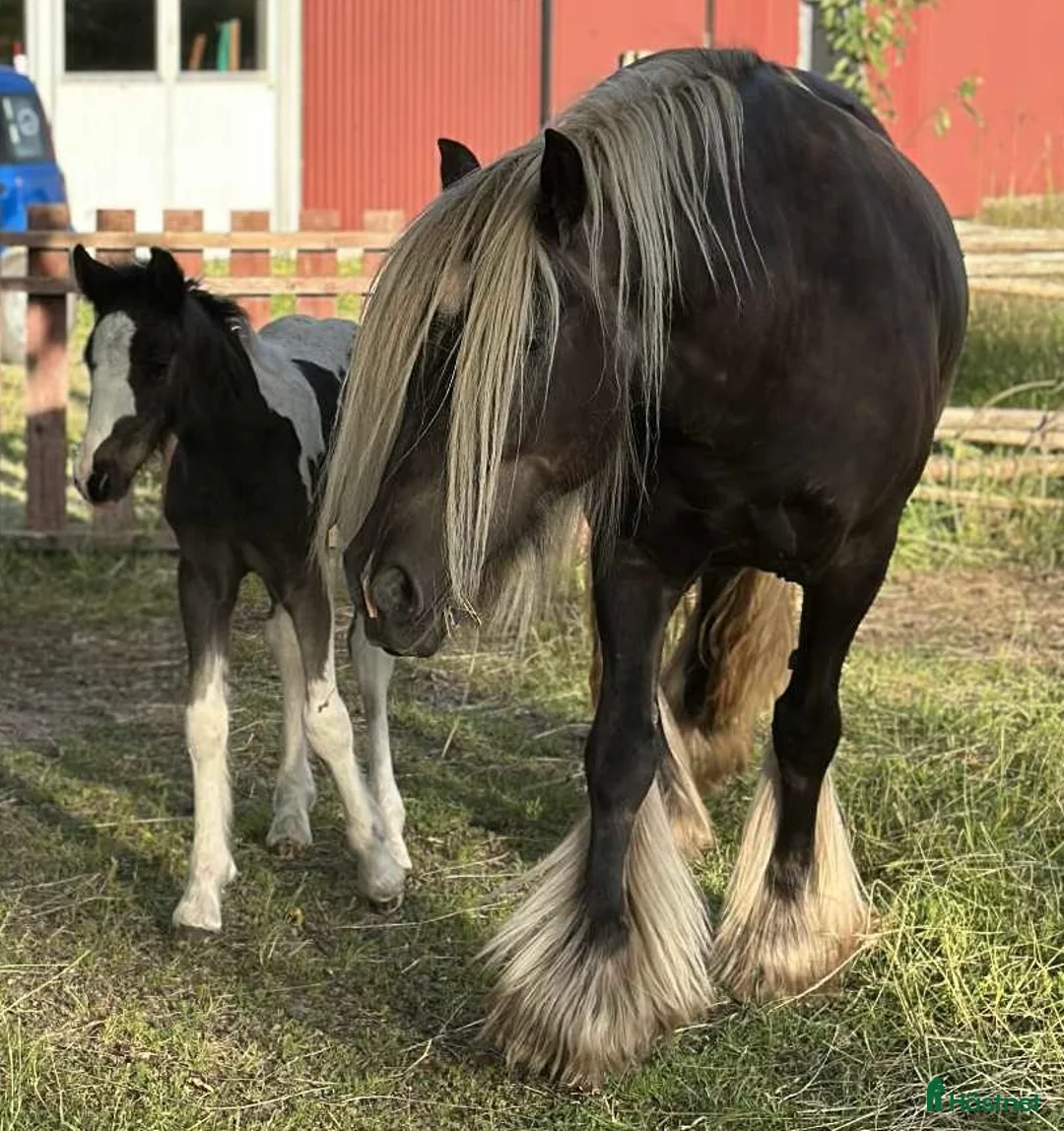 Avelshästar hästar till salu: Silversvart sto! i Sävsjö - Annons 8