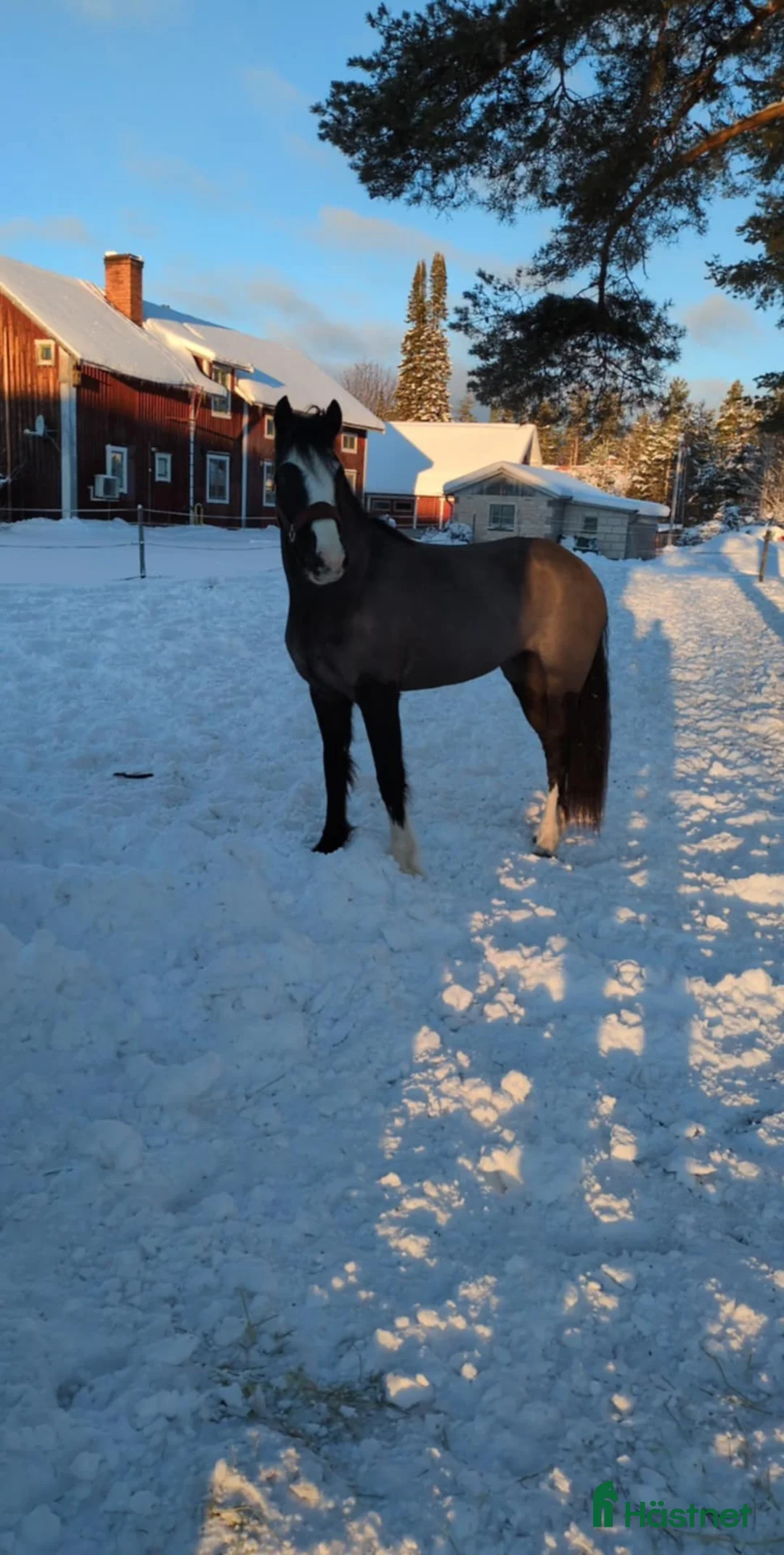 Allround hästar till salu: Smäcker kallblods sto  i Mora - Annons 2