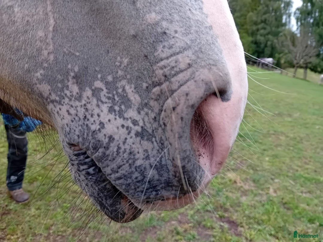 Allround hästar till salu: Appaloosa Colt i Sösdala - Bild 8