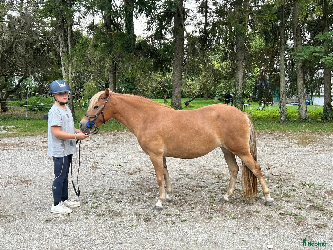 Allround hästar till salu: OhLala i Hemse - Annons 3