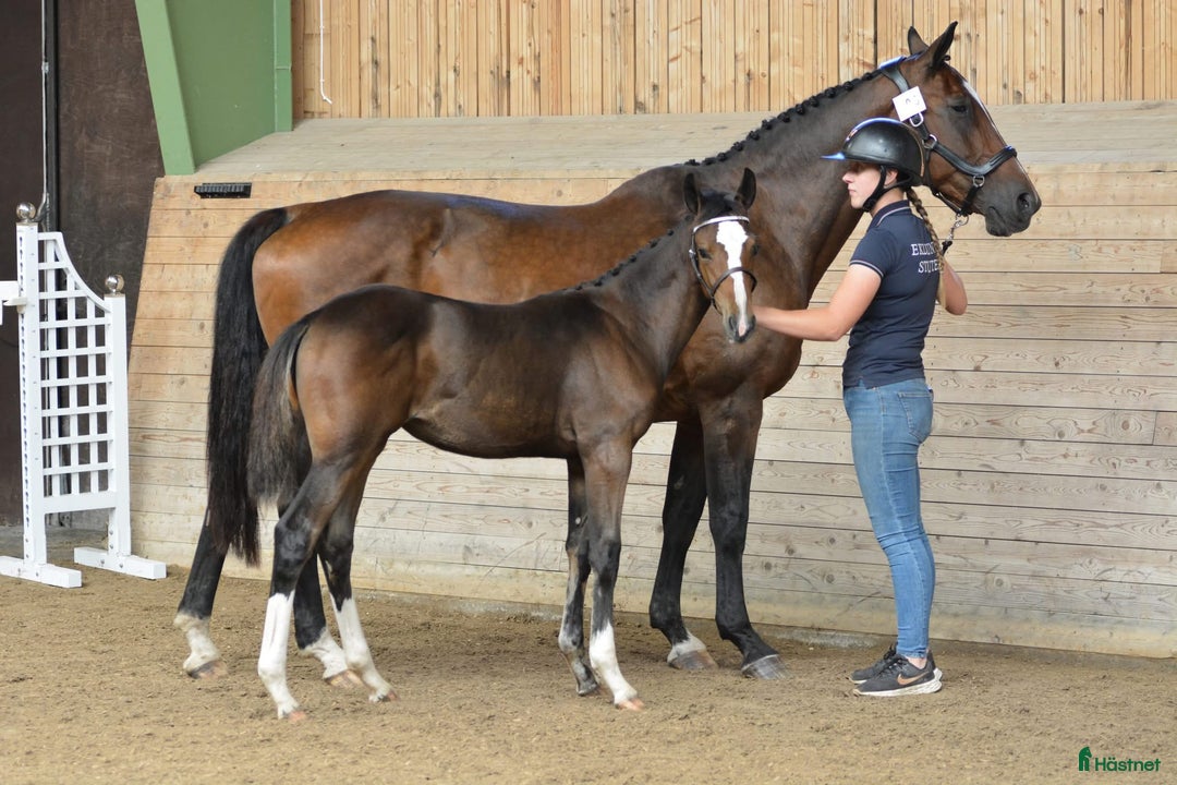 Hoppning hästar till salu: Stoföl e. Janeiro de Bieville i Örebro - Annons 4