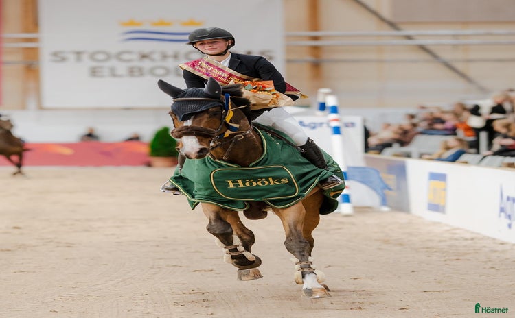  hästar i Västerås - Annons 15