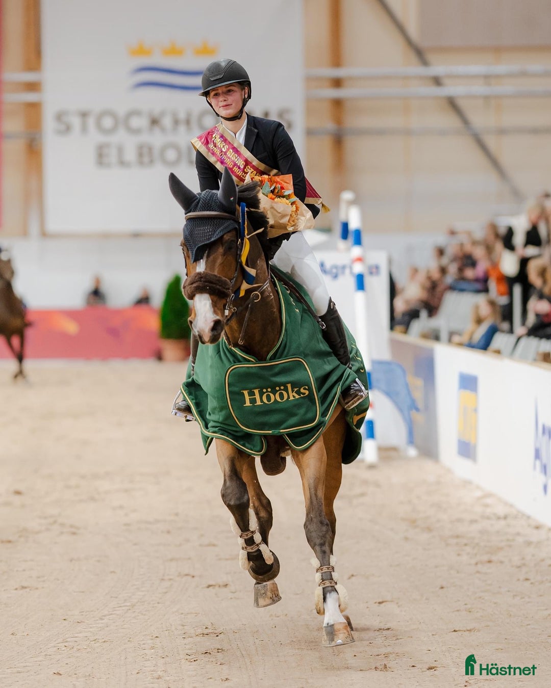 Hoppning hästar sökes: Söker häst för vidareutbildning/försäljning - Annons 1