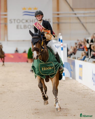 hästar i Västerås - Annons 15