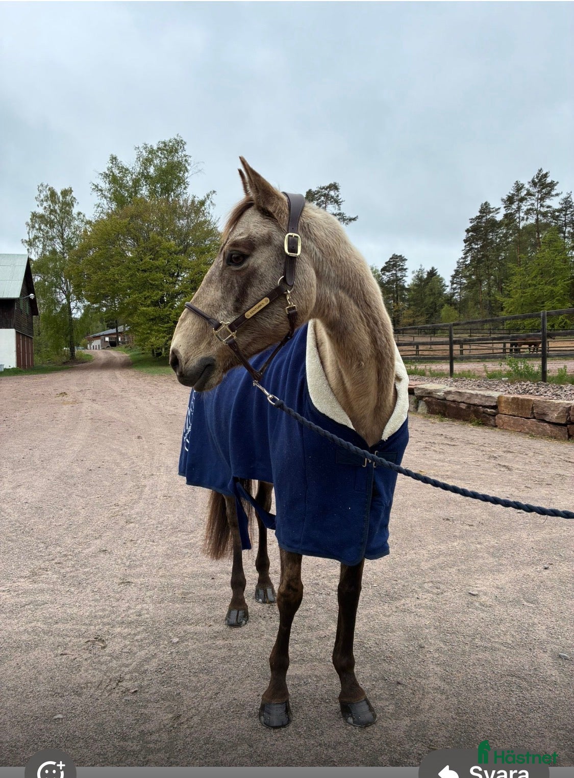  hästar Fantastisk läromästare hopp/ fälttävlan  - Annons 13
