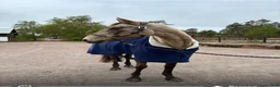 Allround hästar till salu: Fantastisk läromästare hopp/ fälttävlan  - Annons 1