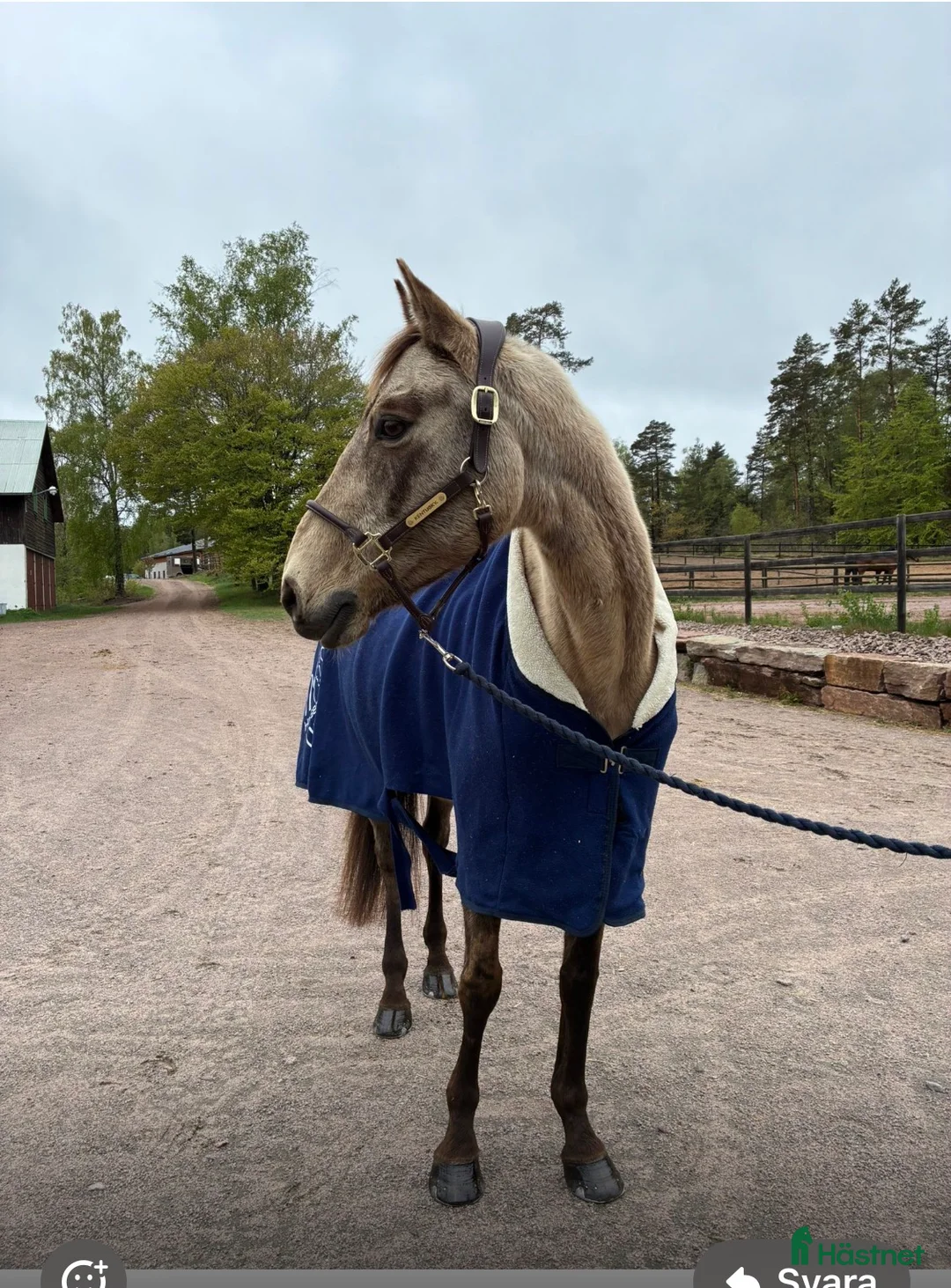 Allround hästar till salu: Fantastisk läromästare hopp/ fälttävlan  - Annons 1