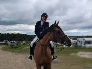 hästar 7-årig hopphäst - Annons 11