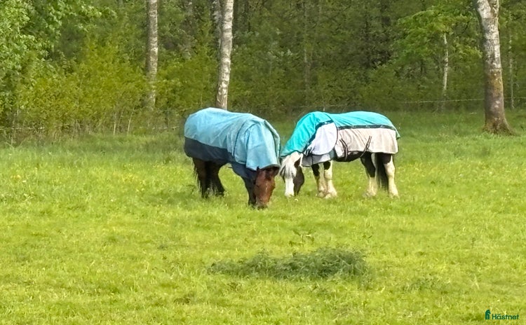  stallplats i Ljungskile - Annons 10