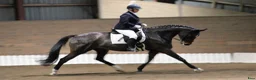 Dressyr hästar till salu: Gångartsföl med galopp ++ - Annons 12