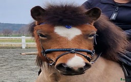 Island hästar till salu: Hästen man aldrig har tråkigt med i Istorp - Annons 3