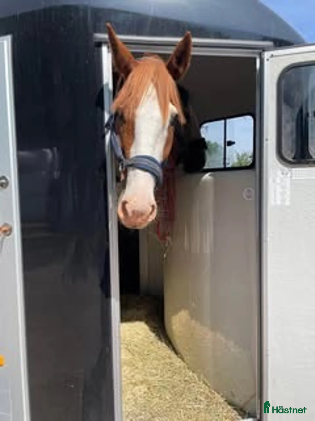 Hästtransporter  fordon & transport till salu: Cheval Liberté Gold 3 med hingstgaller i Ljungbyholm - Annons 2