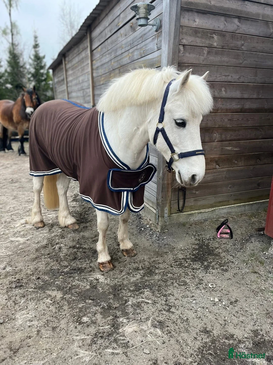 Allround hästar till salu: 🌟My Boy Max 🌟 i Ljungby - Annons 3