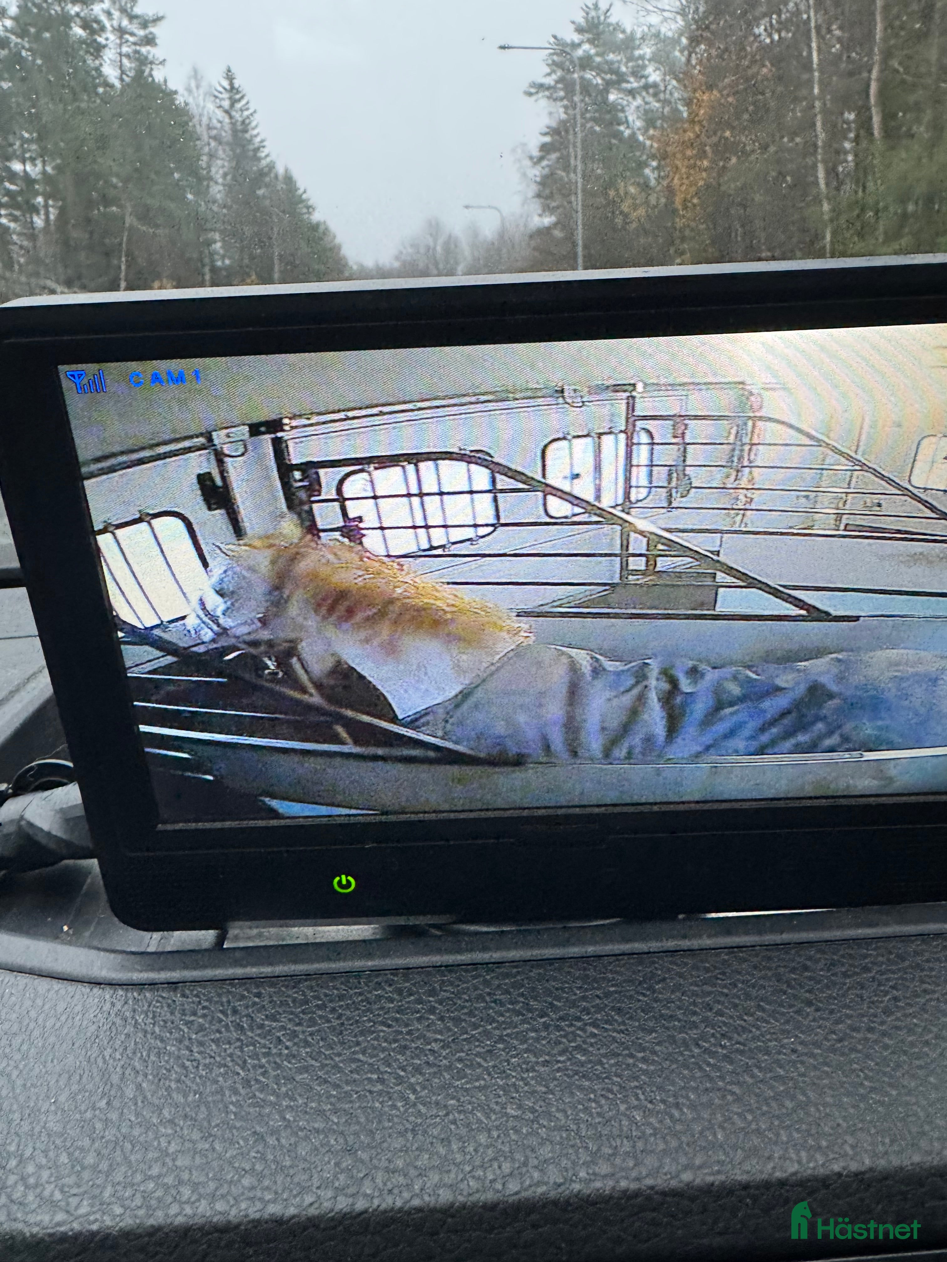 Hästtransporter  fordon & transport till salu: Önskas köpa hästtransport  i Vänersborg - Annons 22