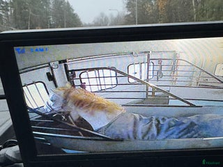 Hästtransporter fordon & transport till salu: Önskas köpa hästtransport i Vänersborg - Annons 2