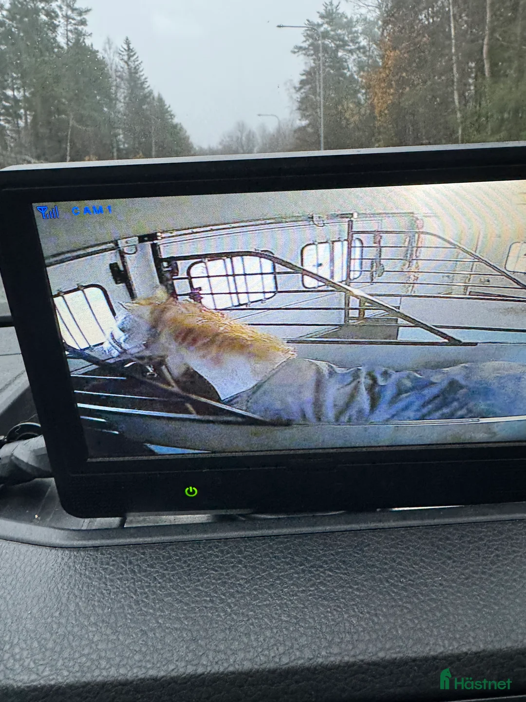 Hästtransporter  fordon & transport till salu: Önskas köpa hästtransport  i Vänersborg - Annons 1