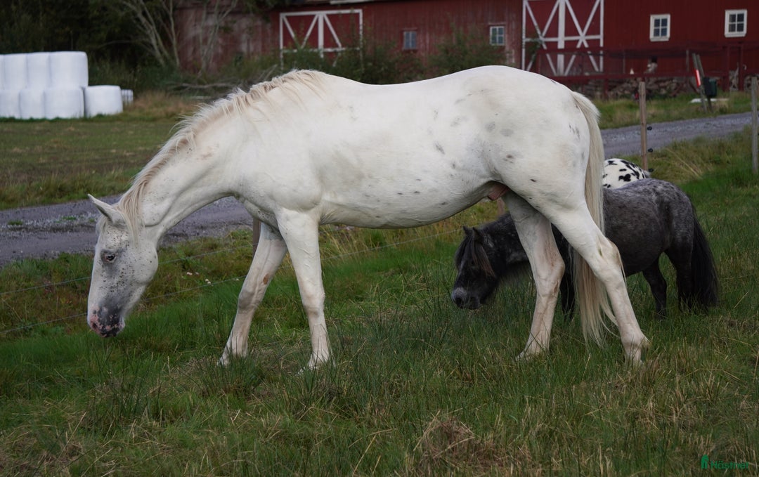 Western hästar till salu: Spännande 3-årig appaloosa korsning i Bullaren - Annons 4