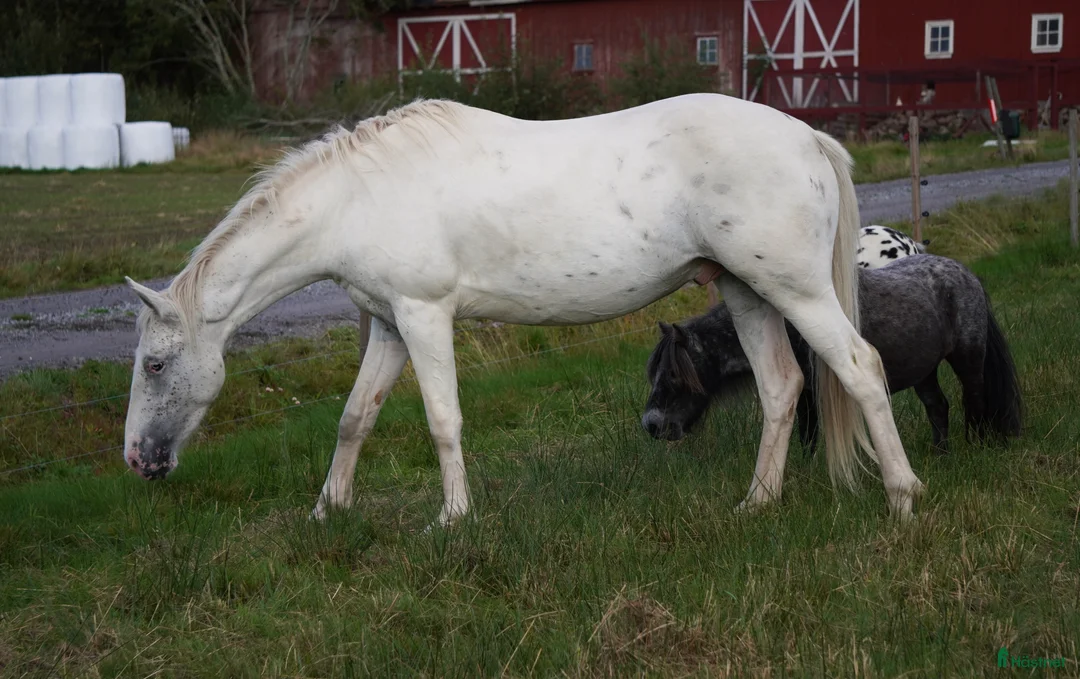 Western hästar till salu: Spännande 3-årig appaloosa korsning i Bullaren - Annons 4