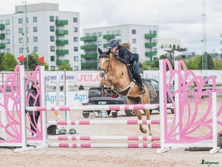 hästar Underbar maxad c-ponny! i Ytterby - Annons 2