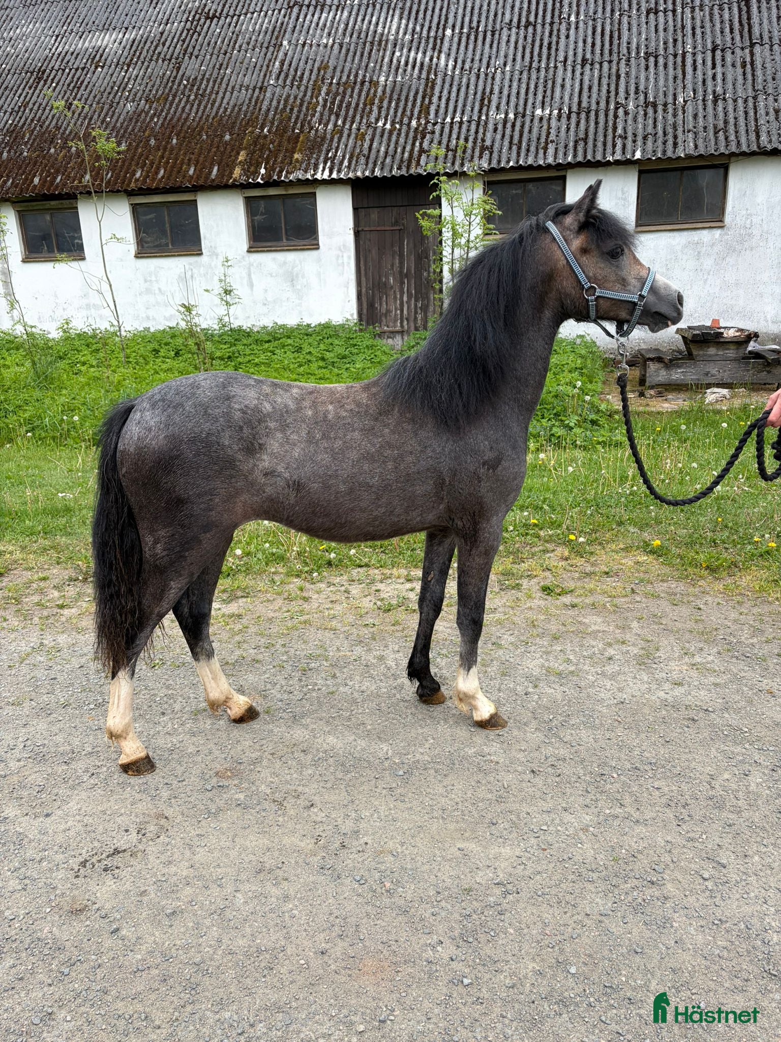  hästar Welsh Mountain ponnys - Annons 2
