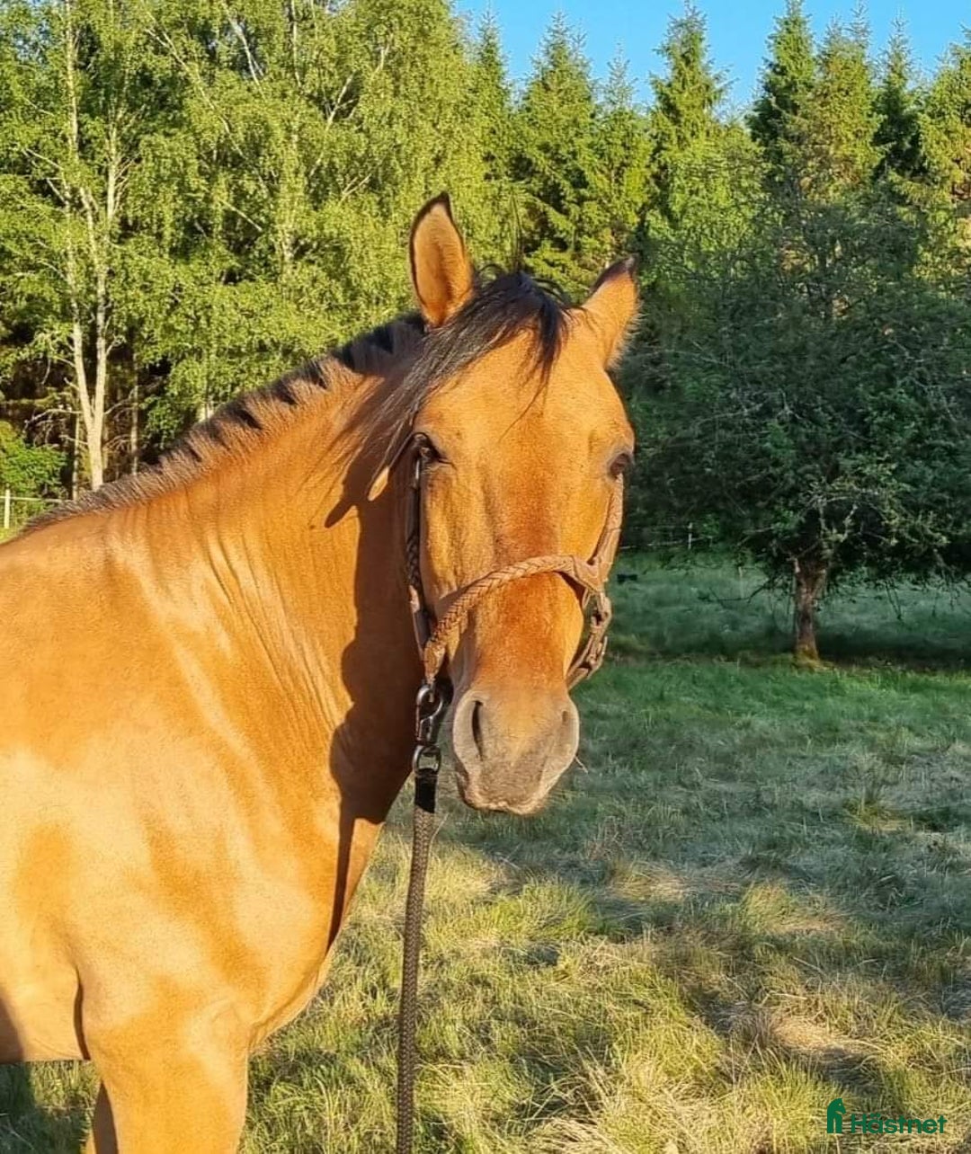  foderhäst finnes: Delfodervärd sökes i Ljungbyhed - Annons 4