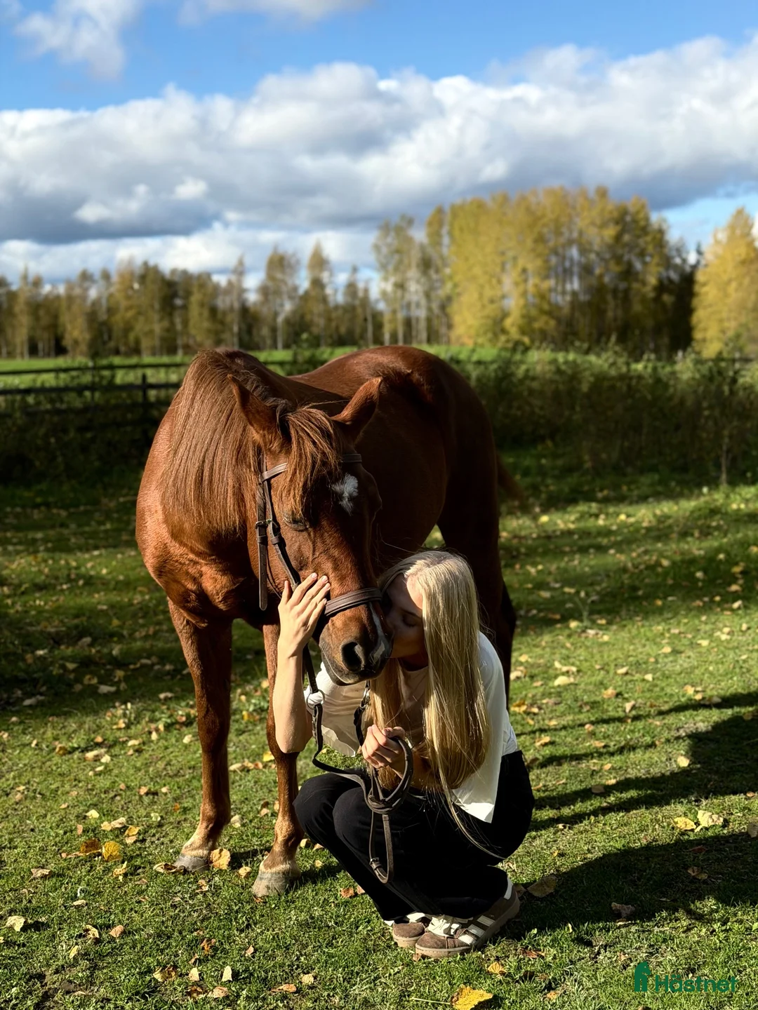  hästjobb finnes: Söker stalljob som groom! i Stockholm - Annons 6