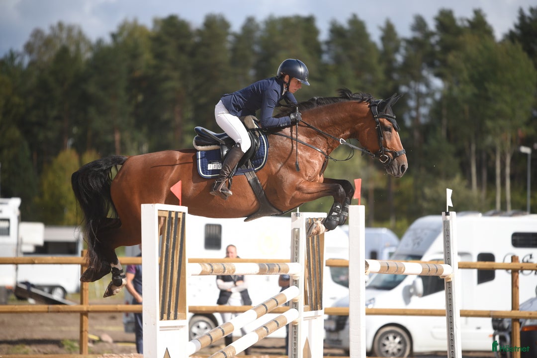 Hoppning hästar till salu: Hingstföl med meriterat möderne i Säter - Annons 5