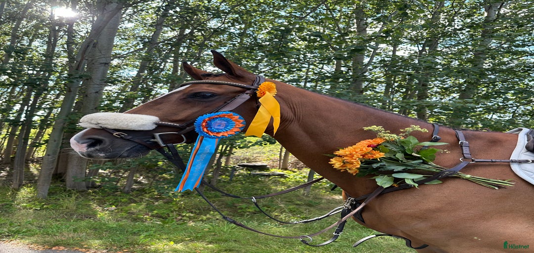 Galleribild {{count}}