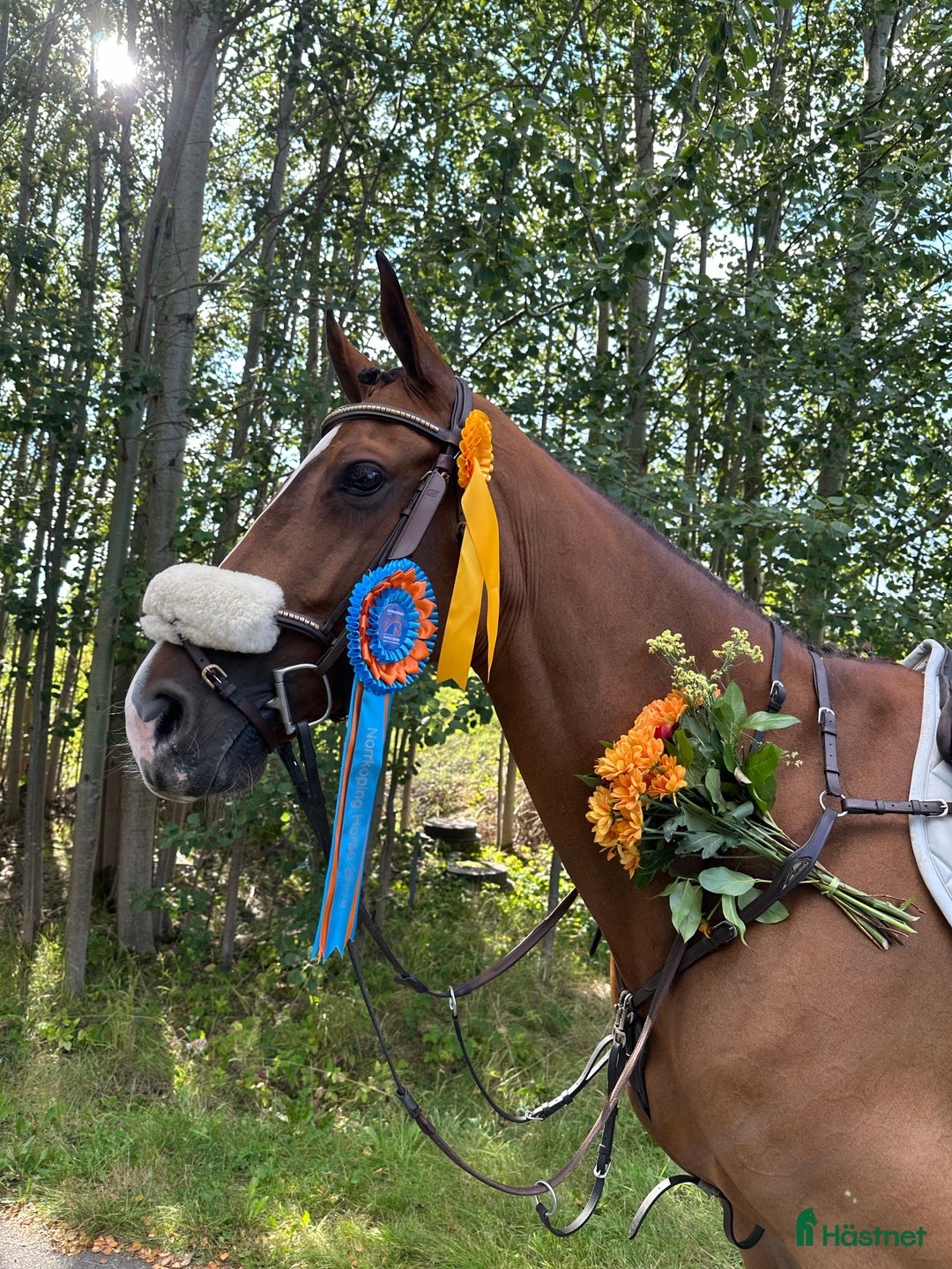 Galleribild {{count}}