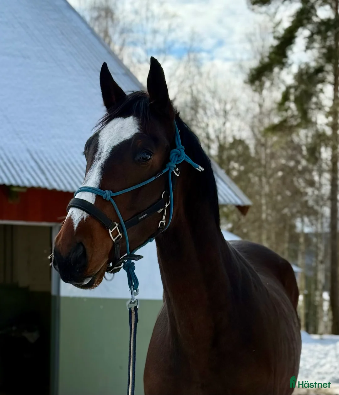 Hoppning hästar till salu: Hoppstamad valack ⭐️ - Annons 1
