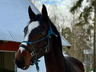 hästar Hoppstamad valack ⭐️ - Annons 1