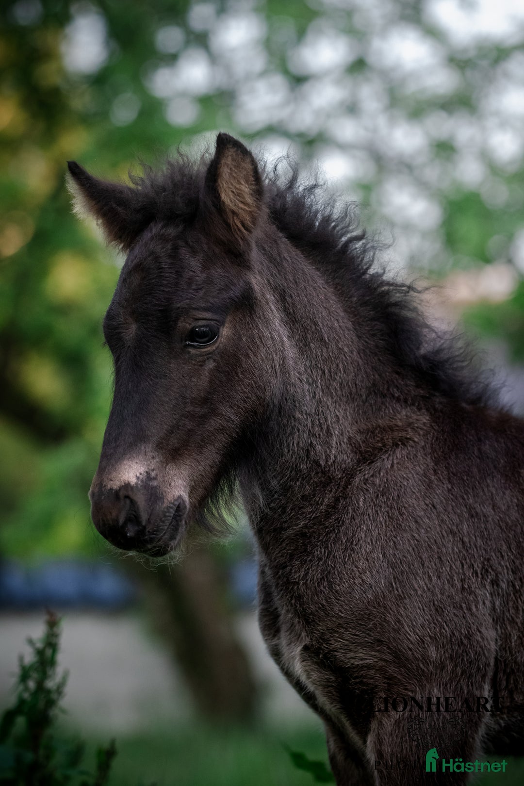 Island hästar till salu: Stor unghingst med gyllene hjärta och potential i Tranås - Annons 2