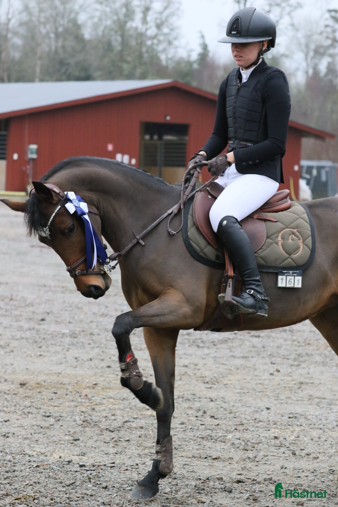 Allround hästar till salu: Kvalitets sto 8 år i Fjärås - Annons 4