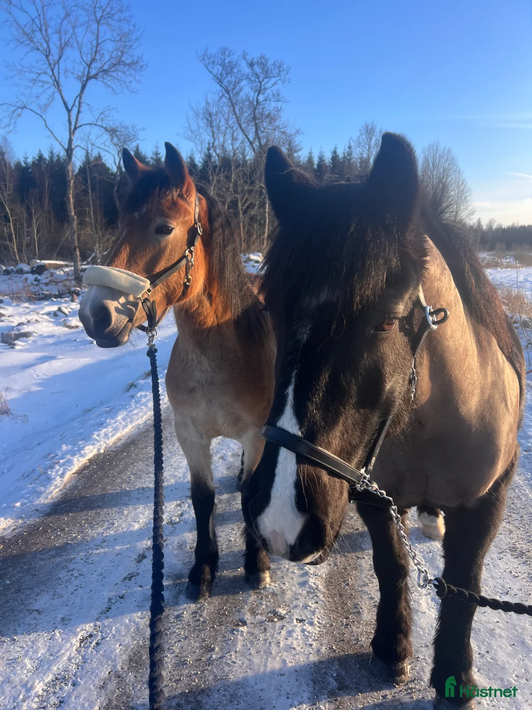 Allround hästar till salu: Snygg nordsvensk valack  - Annons 4