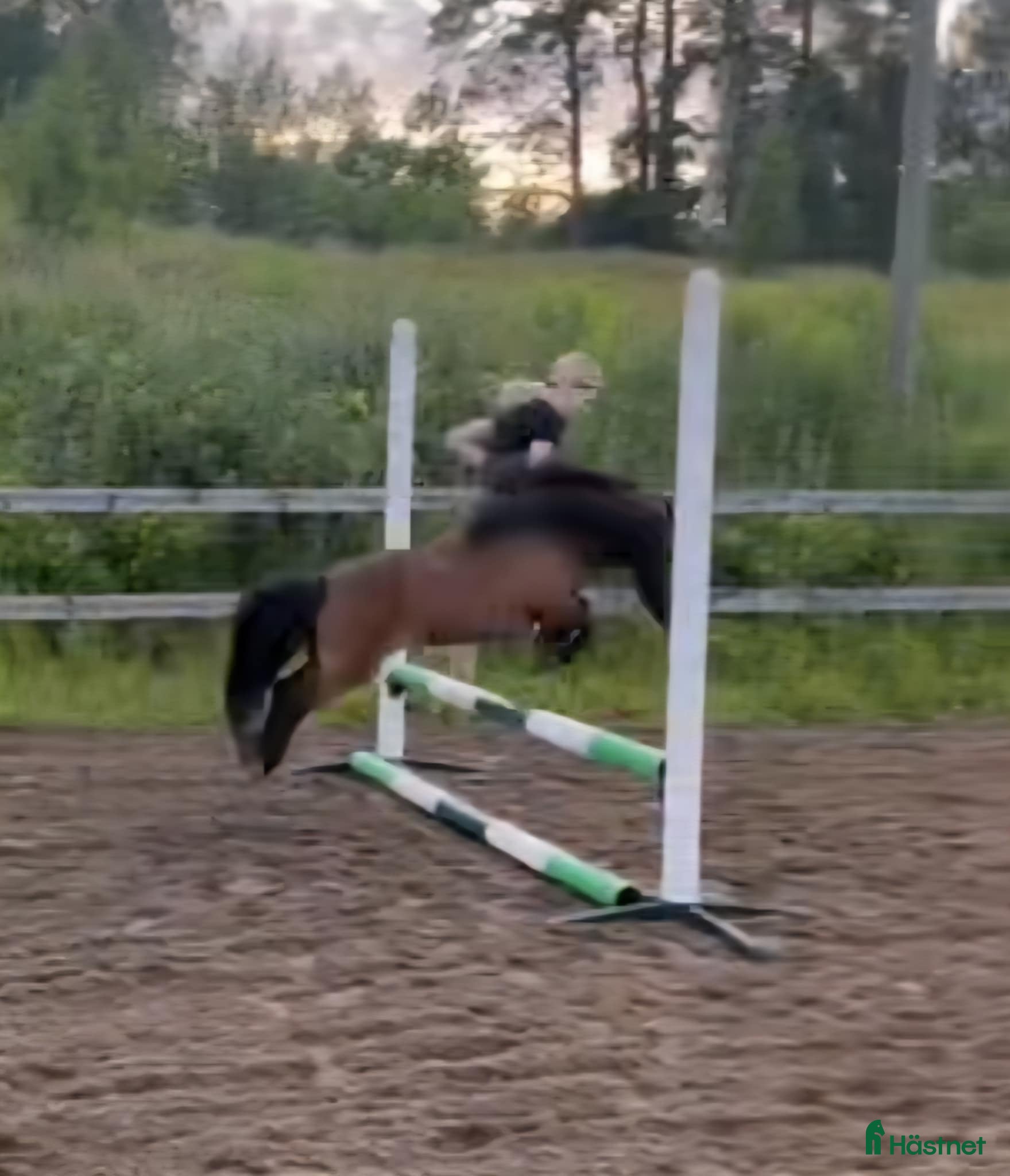  hästar Minishettis - Annons 2