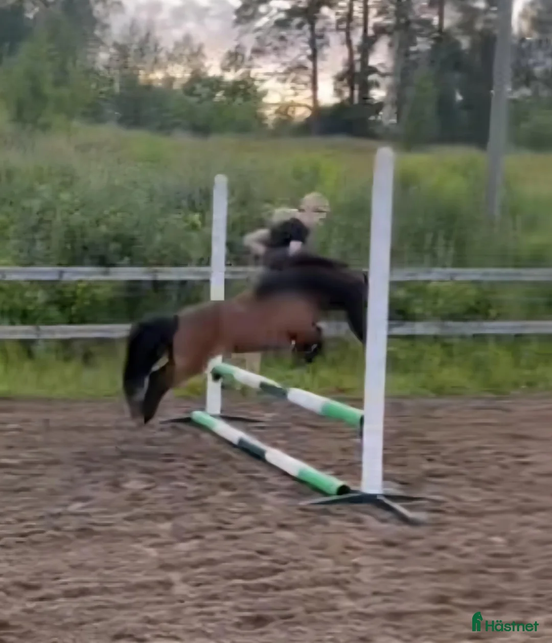 Övrigt hästar till salu: Minishettis - Annons 2