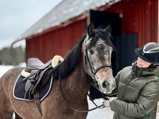 hästservice 🌟Hjälp med försäljning? 🌟 - Annons 2