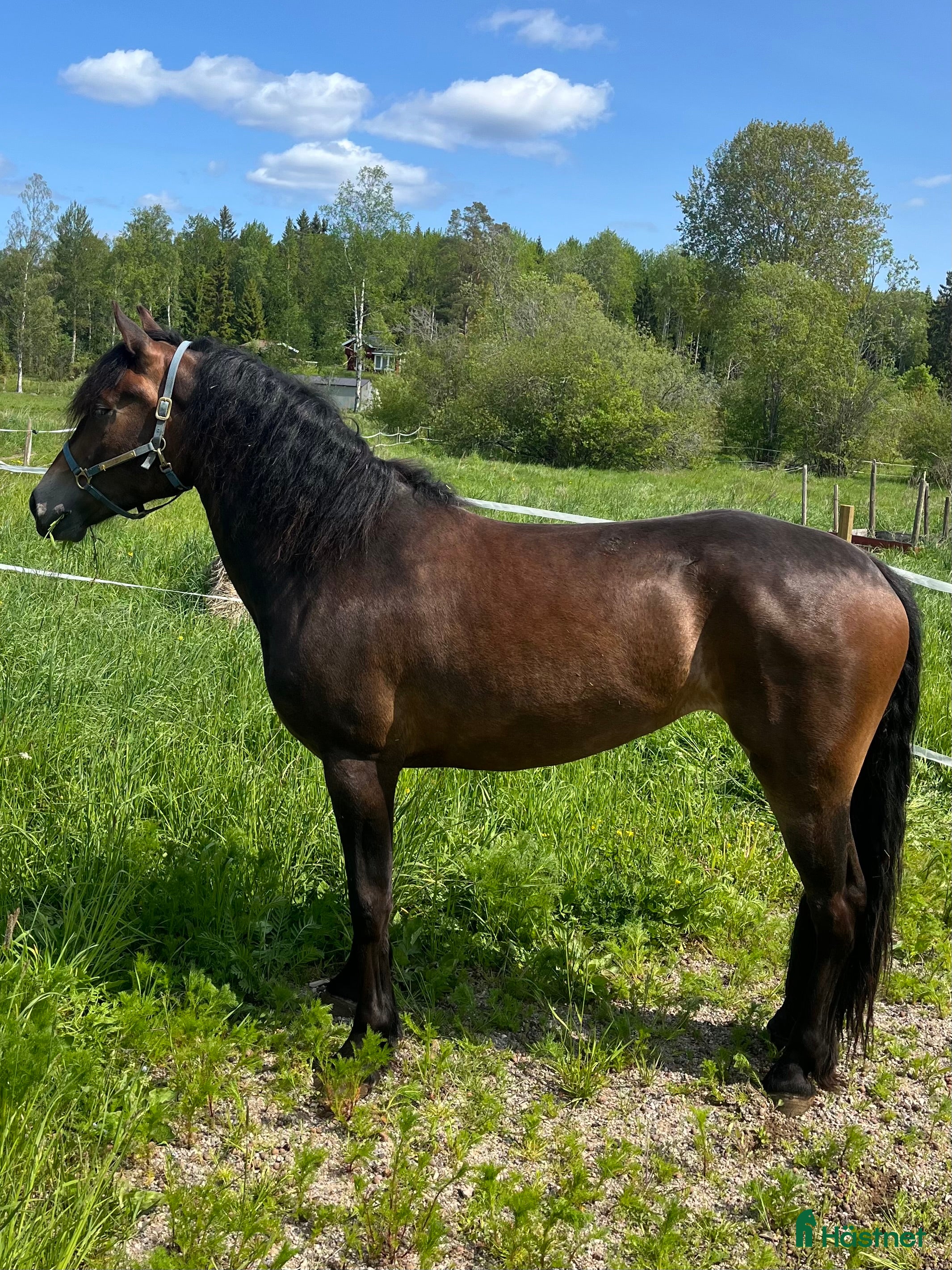  hästar Fölsto e: Horgen Tore dräktig med Ängsborken - Annons 18
