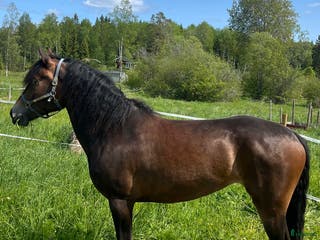 hästar Fölsto e: Horgen Tore dräktig med Ängsborken - Annons 11