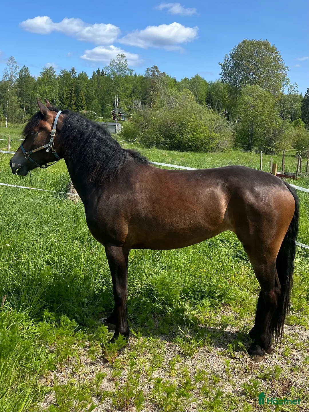 Trav hästar till salu: Fölsto e: Horgen Tore dräktig med Ängsborken - Annons 1