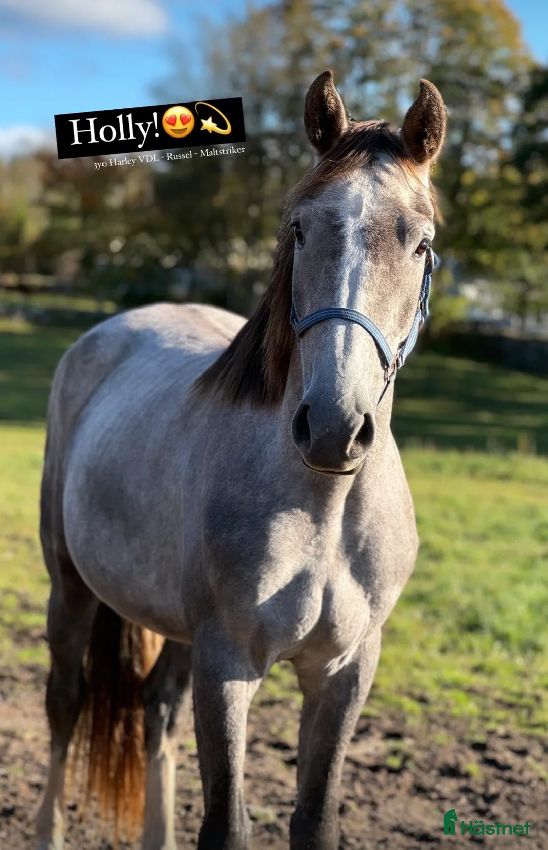 Allround hästar till salu: Sto med utstrålning  - Annons 2