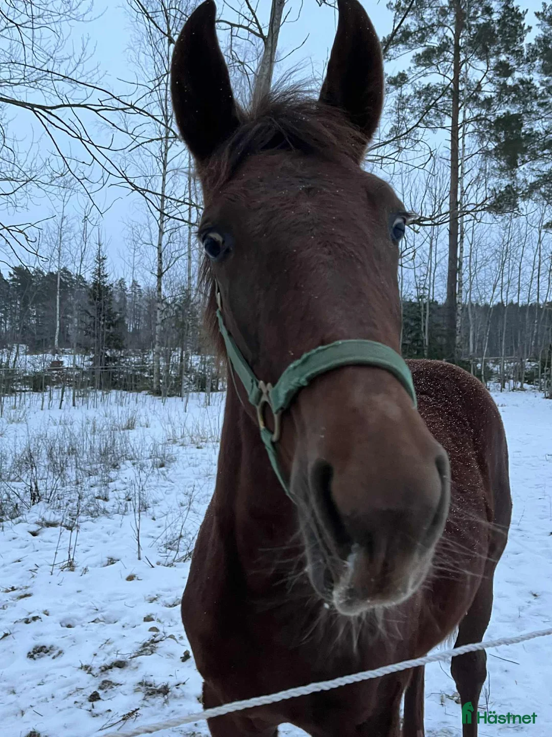 Trav hästar till salu: SNYGG ETTÅRING i Norrköping - Annons 3