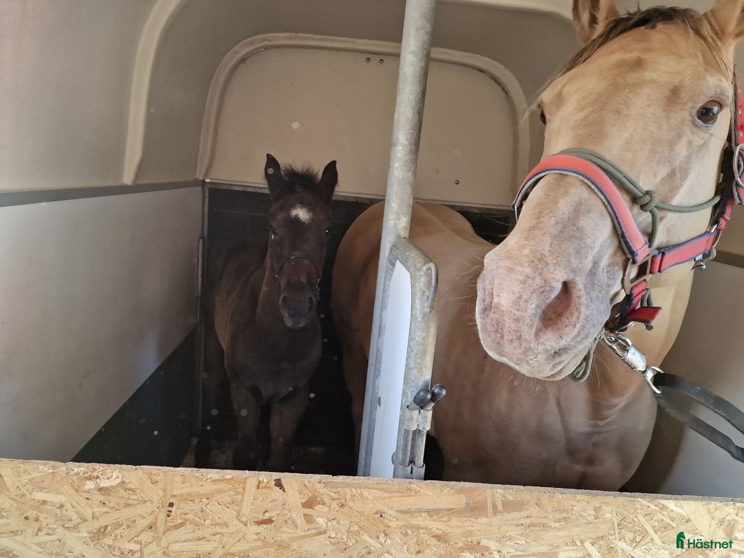Western hästar till salu: Väl hanterad Quarter Hingst *TINGAD* i Vetlanda - Bild 8