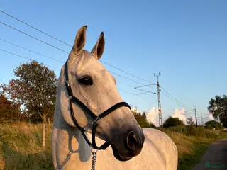hästar Superfin allroundhäst med kapacitet - Annons 8
