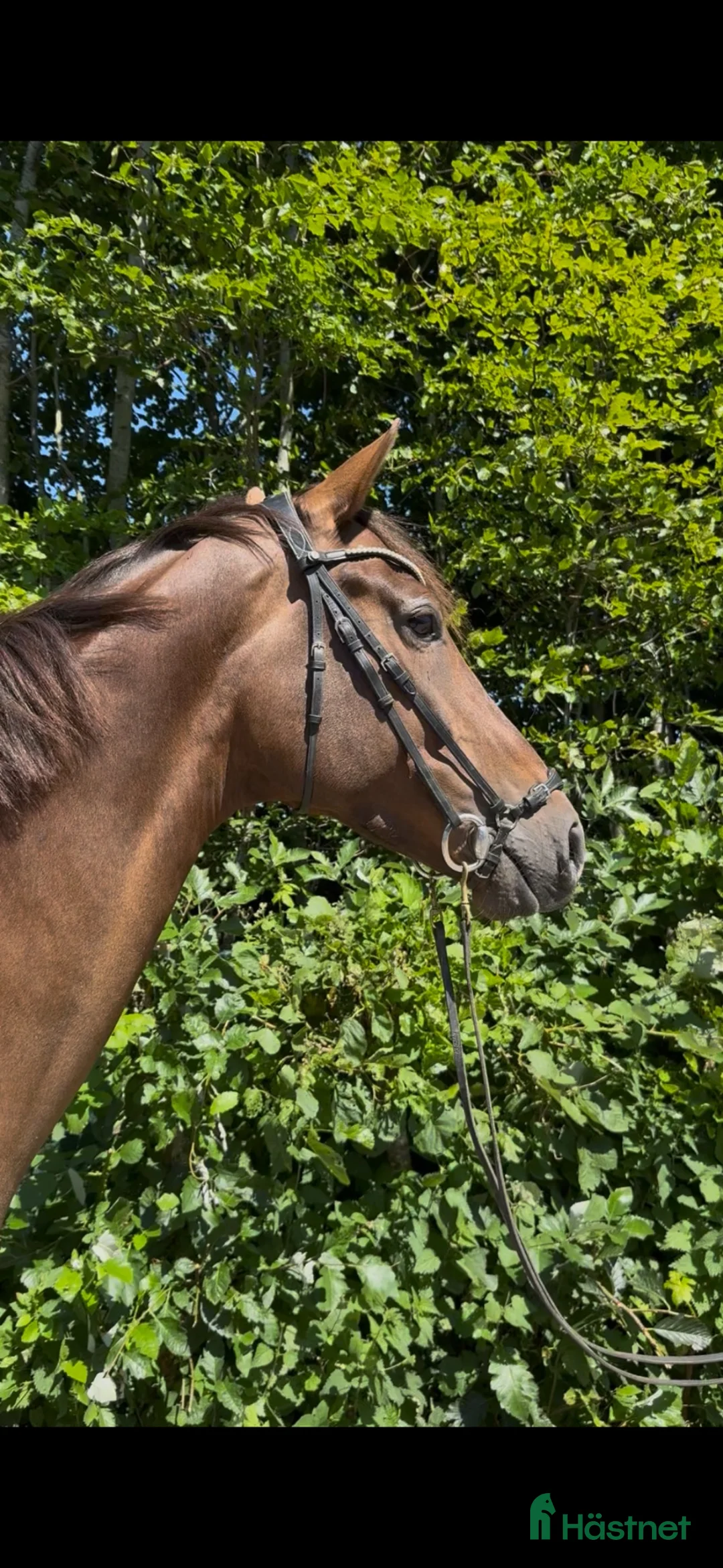Allround hästar till salu: Miss Money penny! Looking for your new best friend - Annons 2