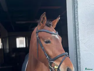 Träns hästutrustning Svart allround träns - Annons 2