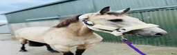 Allround hästar till salu: Beautiful Connemara mare! - Annons 8