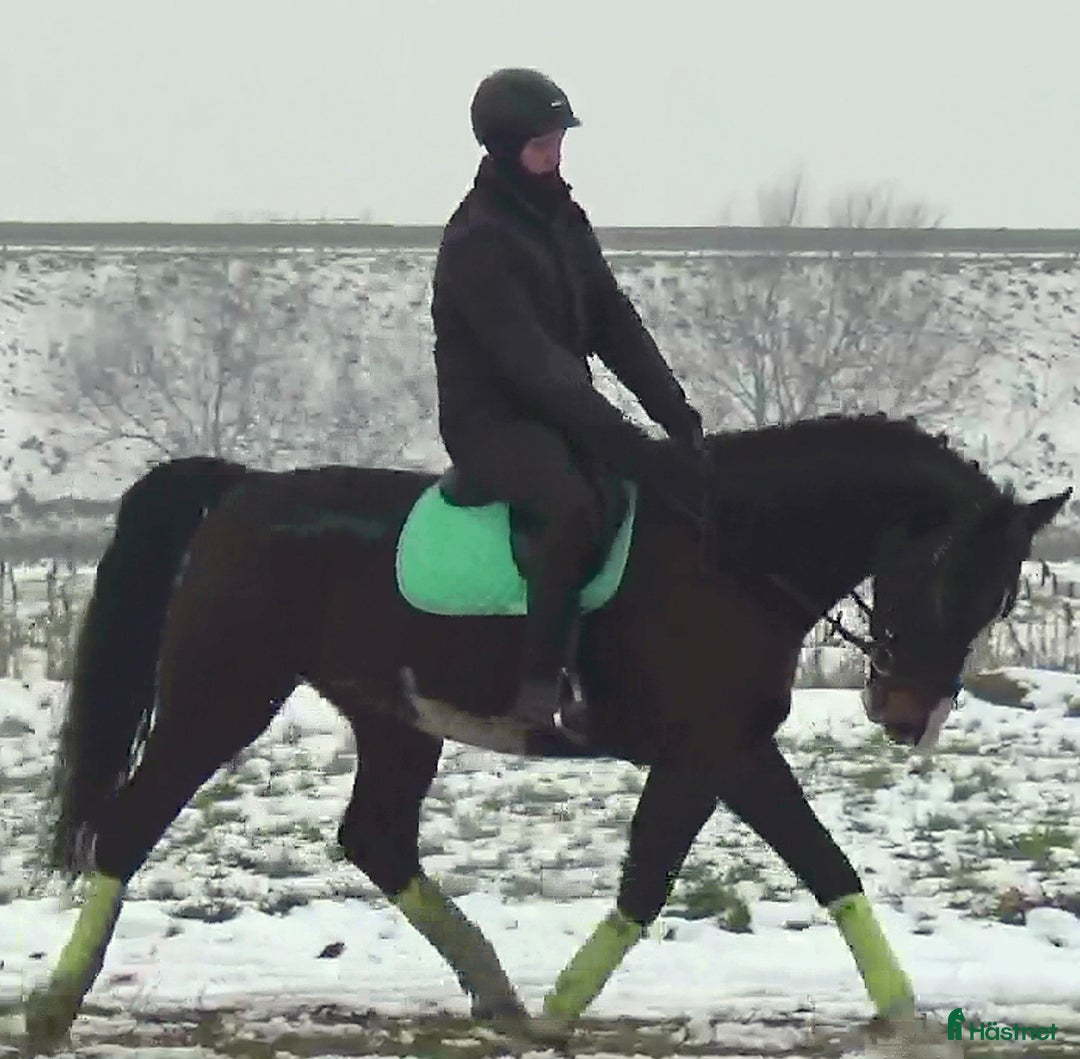 Allround hästar till salu: Dressage/driving Star with 4 white socks i Örsundsbro - Annons 7