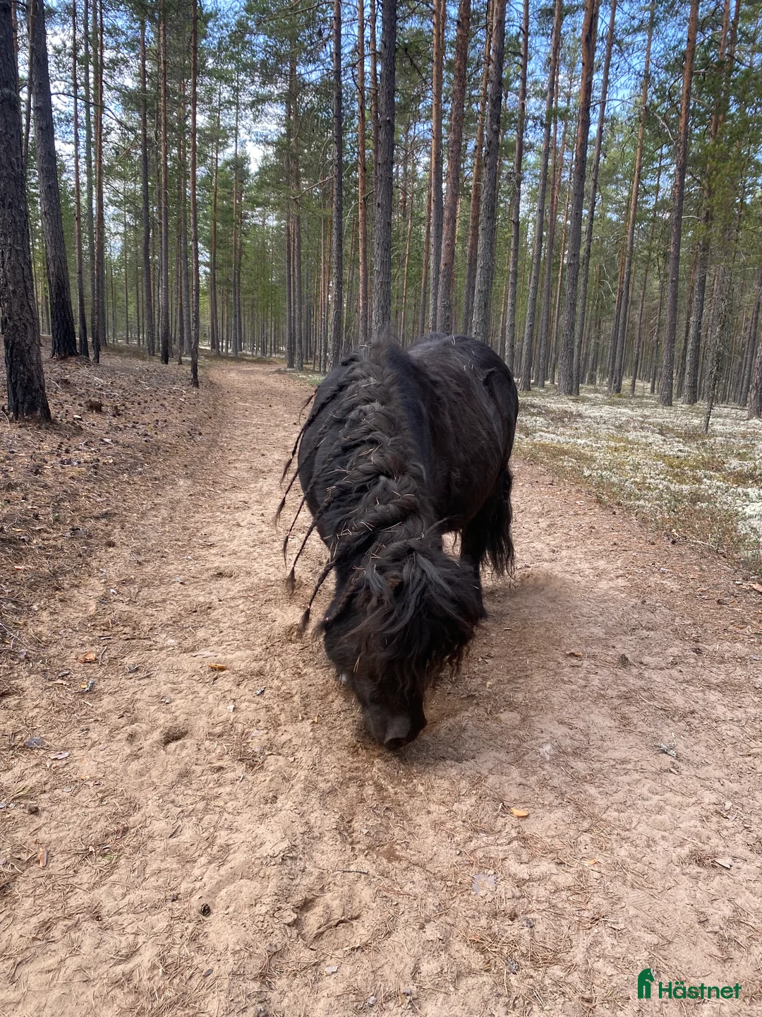 Övrigt hästar till salu: !!intresse koll!! i Mora - Annons 6