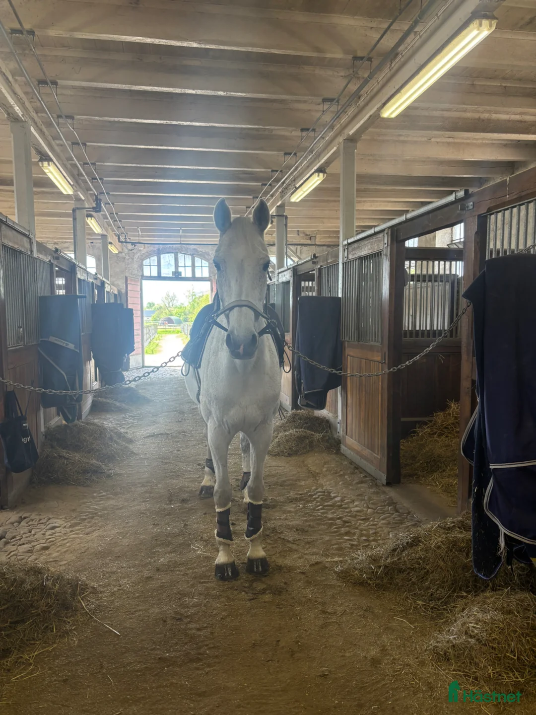 Hoppning hästar till salu: Trevlig häst att utvecklas tillsammans med! - Annons 3